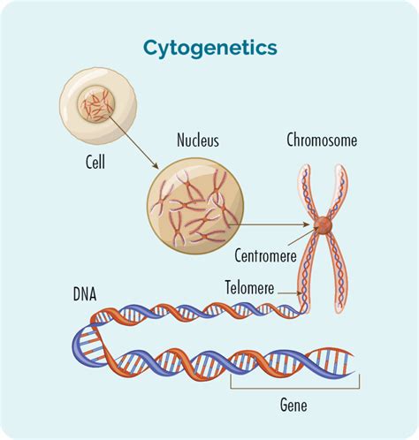 Monomorphic Epitheliotropic Intestinal T Cell Lymphoma MEITL