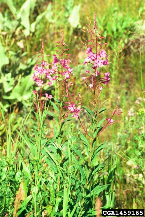 Fireweed Chamerion Angustifolium