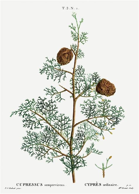 Mediterranean cypress (Cupressus sempervirens) Traité | Free Photo Illustration - rawpixel