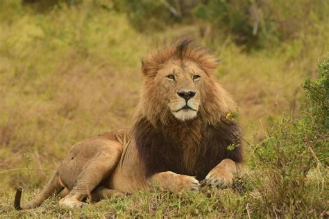 Days Nights Masai Mara Road Package