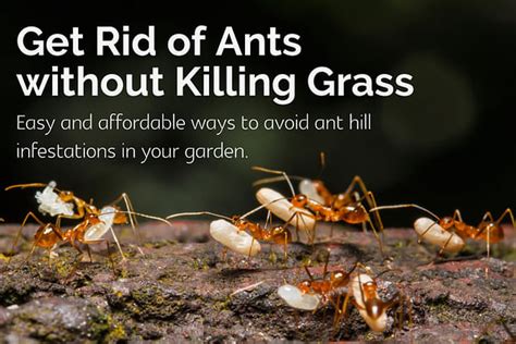 Best Way To Kill Ants In Your Lawn Naturally Without Killing The Grass