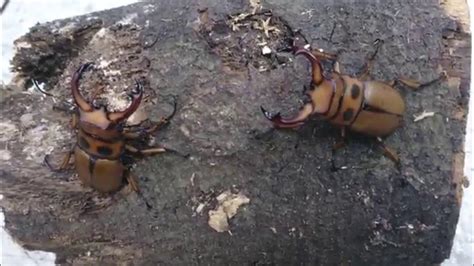 Homoderus Gladiator African Stag Beetle Youtube