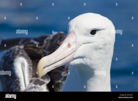 Close Up Of Southern Royal Albatross Diomedea Epomophora Epomophora