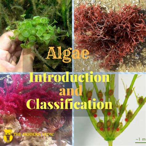 Types Of Algae General Science Notes For Wbcs Examination