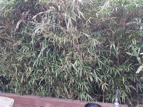 Bamboo Flowering???? — BBC Gardeners' World Magazine