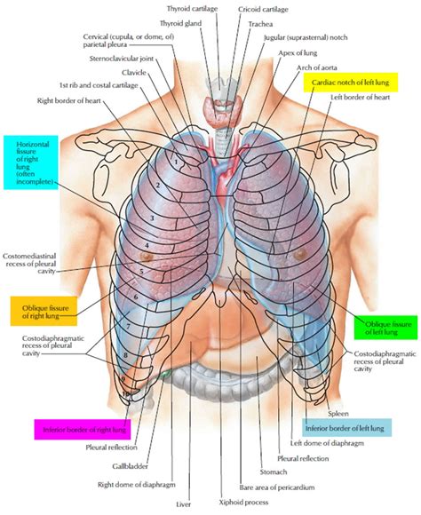 Auscultation How To Do Chest Lung And Heart Auscultation