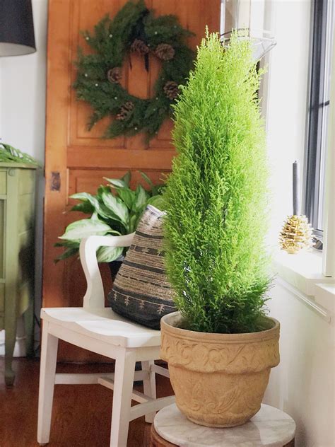 Growing Guide Of The Lemon Cypress Tree Artofit