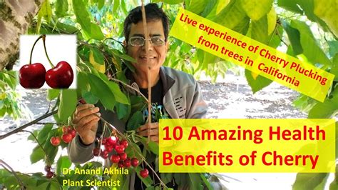 Amazing Health Benefits Of Cherries Cherry Picking In California