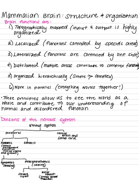 Mammalian Brain structure a organization - Mammalian Brain structure a organization Brain ...