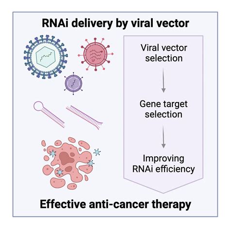 Optimal Delivery Of Rna Interference By Viral Vectors For Cancer