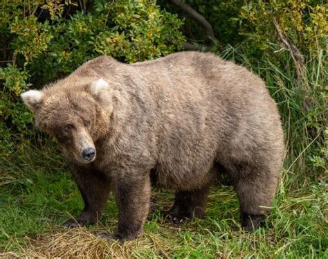 12 Fattest Animals Ever Recorded On Camera - Daily News