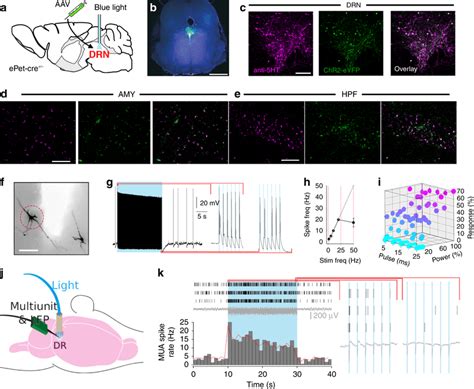 Optogenetic Targeting Of Drn 5 Ht Neurons A Infusion Of Aav Harbouring Download Scientific