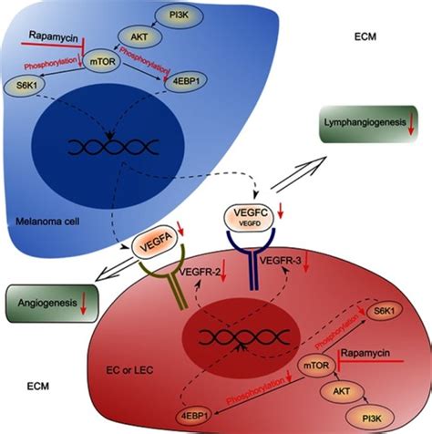 Full Article Rapamycin Suppresses Angiogenesis And Lymphangiogenesis