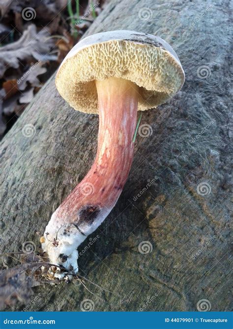 Bitter Bolete Mushroom Stock Image Image Of Yellow Bitter 44079901