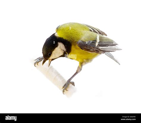 Titmouse Bird Isolated On White Stock Photo Alamy