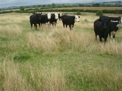 Enhancing Improved Grassland Advice For Livestock Farming Farm Wildlife