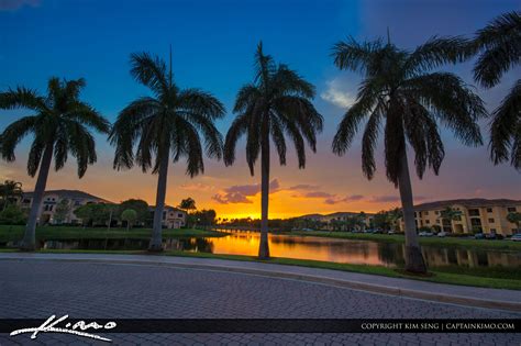 Royal Palm Tree Sunset Over Palm Beach Gardens Royal Stock Photo