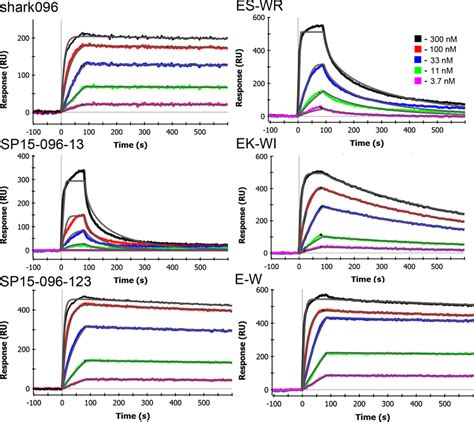 Representative Surface Plasmon Resonance Data Spr Data Showing Binding Download Scientific