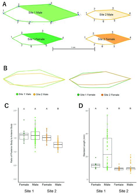 Consensus Shape Differed Significantly Across Population But Not Sex