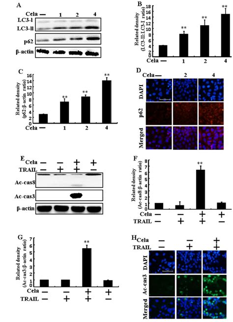 Autophagy Flux Is Induced By Cela In A549 Cells A549 Cells Were