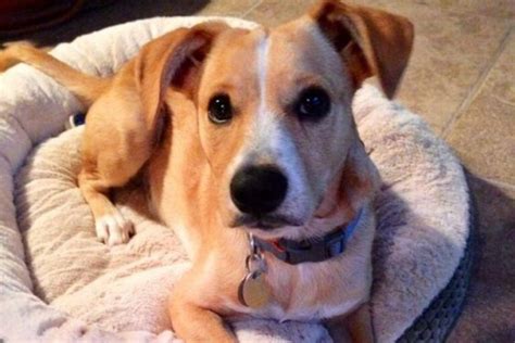 Jack Russell Lab Mix Jackador Breed Appearance And Needs