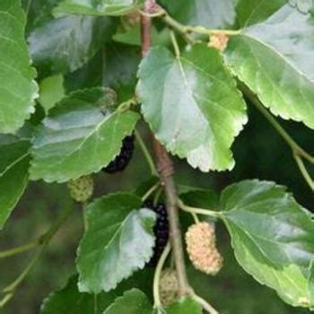 Morus Alba Pendula Weeping White Mulberry Garden Center Marketing