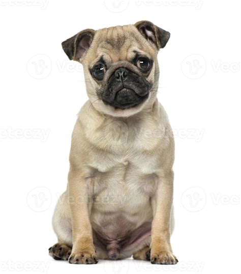 Pug sitting 1131193 Stock Photo at Vecteezy