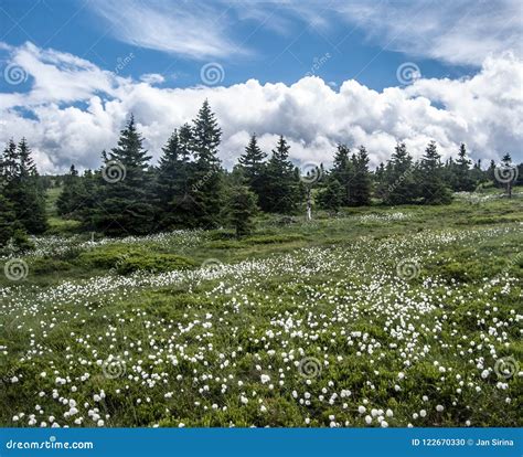 Wet Mountain Meadow With Eriophorum Vaginatum Trees And Blue Sky With