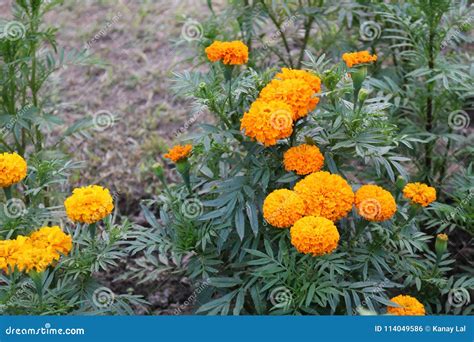 Bangladeshi Beautiful Yellow Big Marigold Flowers In Garden Stock Photo