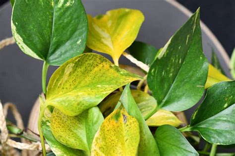 Pothos Leaves Turning Yellow 5 Reasons How To Fix It Cutting Edge