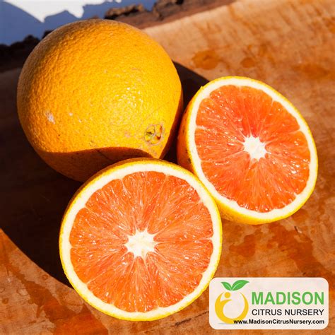 Cara Cara Navel Orange Trees For Sale Madison Citrus Nursery