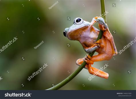 Flying Frog Wallace Frog Javan Tree Stock Photo 1449231020 Shutterstock