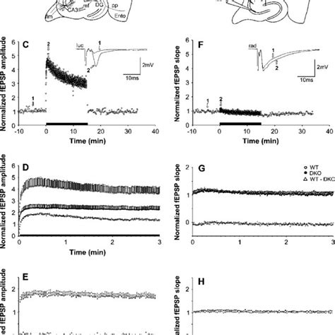 Frequency Facilitation In The Mf Ca3 And Ac Collateral Ca3 Pathways