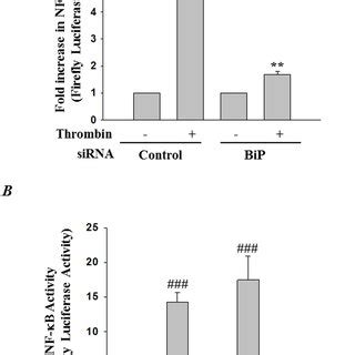 Bip Knockdown Attenuates Thrombin Induced Nf K B Reporter Activity