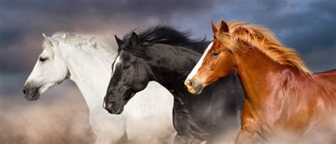 500+ Three Running Horses Stock Photos, Pictures & Royalty-Free Images ...