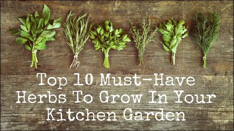 10 Medicinal Herbs You Can Grow At Home To Relieve Pain Youtube