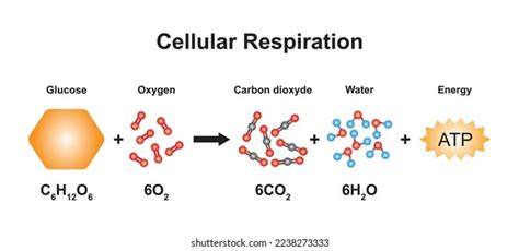 Scientific Designing Cellular Respiration Equation Using Vetor Stock Livre De Direitos