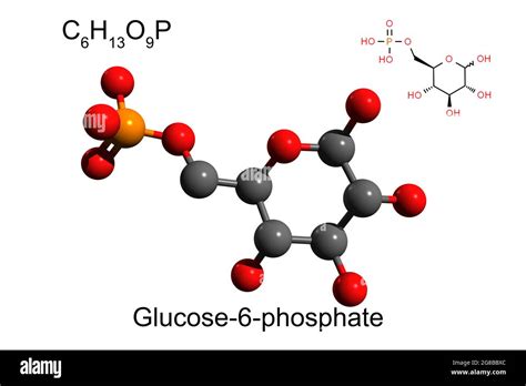 Molécula De Glicose Modelo Bola E Glucopiranose Fotos