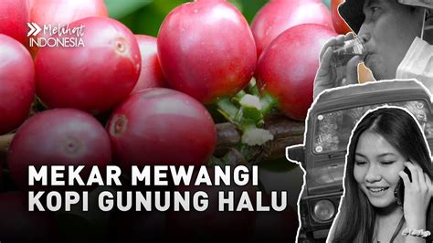 FILM MELIHAT INDONESIA MEKAR MEWANGI KOPI GUNUNG HALU YouTube