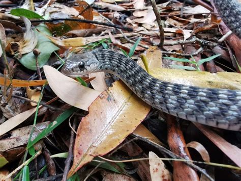 Snake Identification Sunshine Coast Snakes Snake Rescue