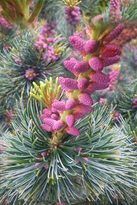 Buy Japanese White Pine Pinus Parviflora Glauca Free Shipping Wilson Bros Gardens 5