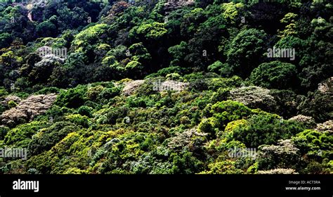 Shola Forest Canopy Eravikulam Munnar Stock Photo Alamy