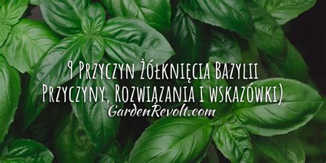 Przyczyn Kni Cia Bazylii Rozwi Zania I Wskaz Wki Garden Revolt