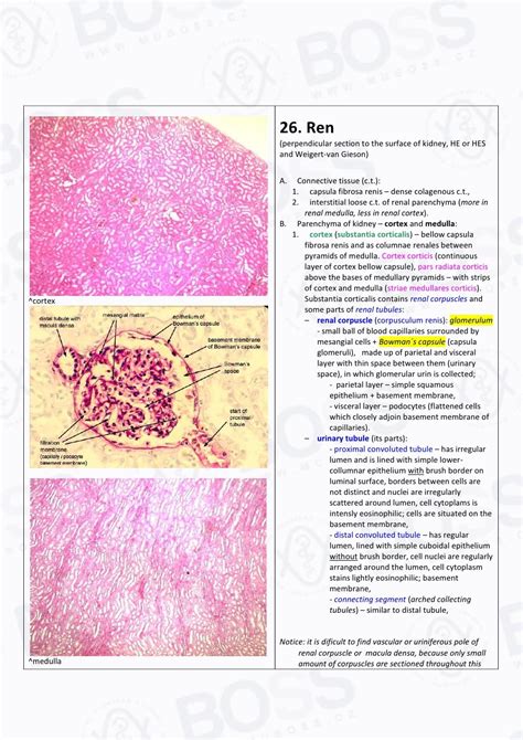 Histology Slide Guide