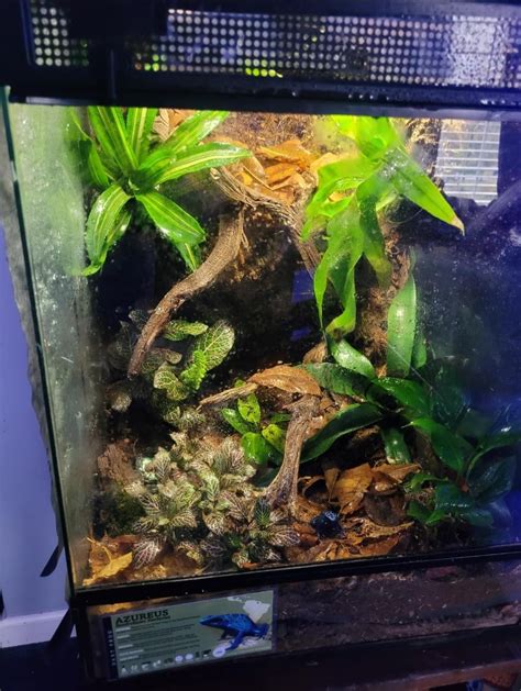 Dart frog vivarium : r/Vivarium