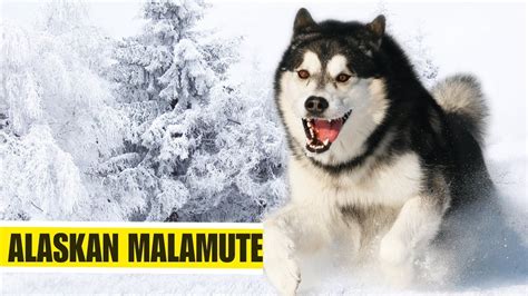 Alaskan Malamute Un Perro Gigante Alaskanmalamute YouTube