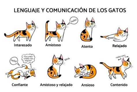 Seguro Falange O después que significan los maullidos de mi gato