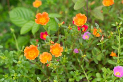 Portulakröschen Winterhart oder frostempfindlich