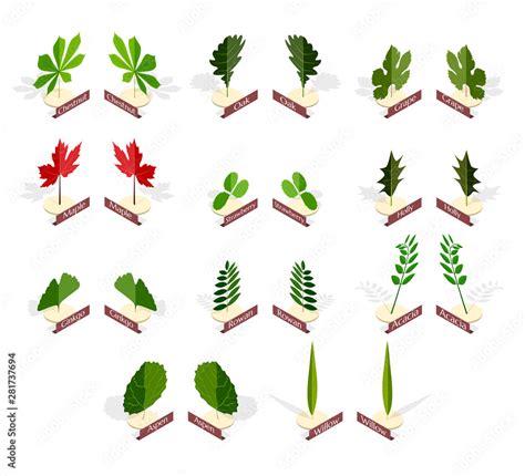 Collection of different types of leaves with names in isometric style ...