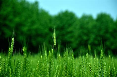 Free Images Nature Field Farm Lawn Meadow Prairie Sunlight